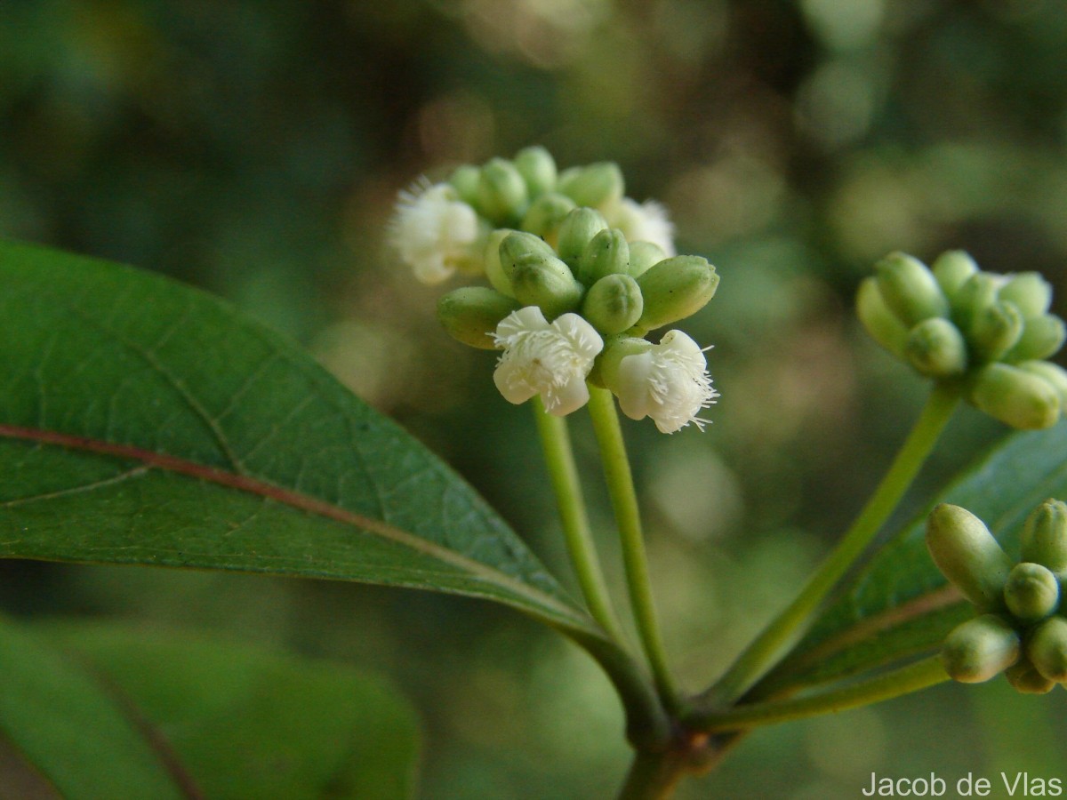 Gynochthodes umbellata (L.) Razafim. & B.Bremer